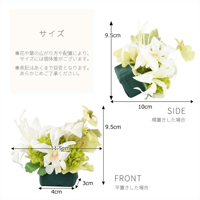 添花 (ソエカ) ネリネ グリーン
