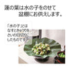 お盆用品 お盆用品 蓮の葉 特徴 2